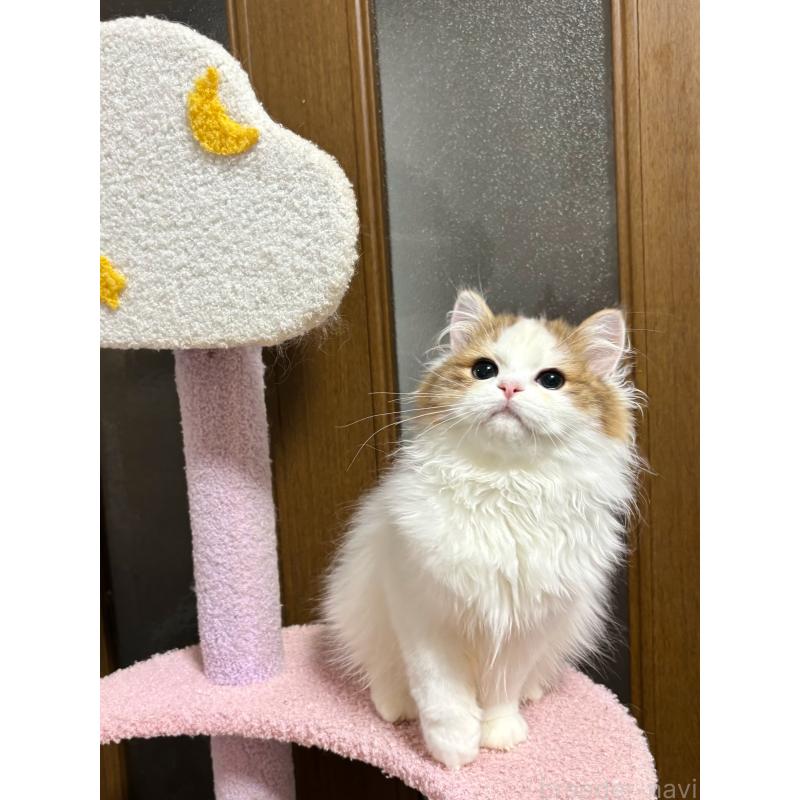 販売中の大阪府のミヌエット-130899の4枚目