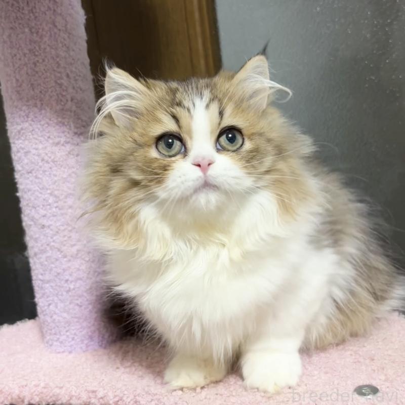 販売中の大阪府のミヌエット(短足)-130900の6枚目