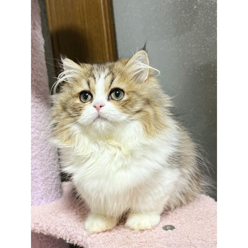 販売中の大阪府のミヌエット(短足)-130900の3枚目