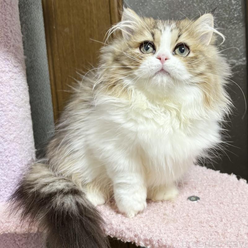 販売中の大阪府のミヌエット(短足)-130900の2枚目