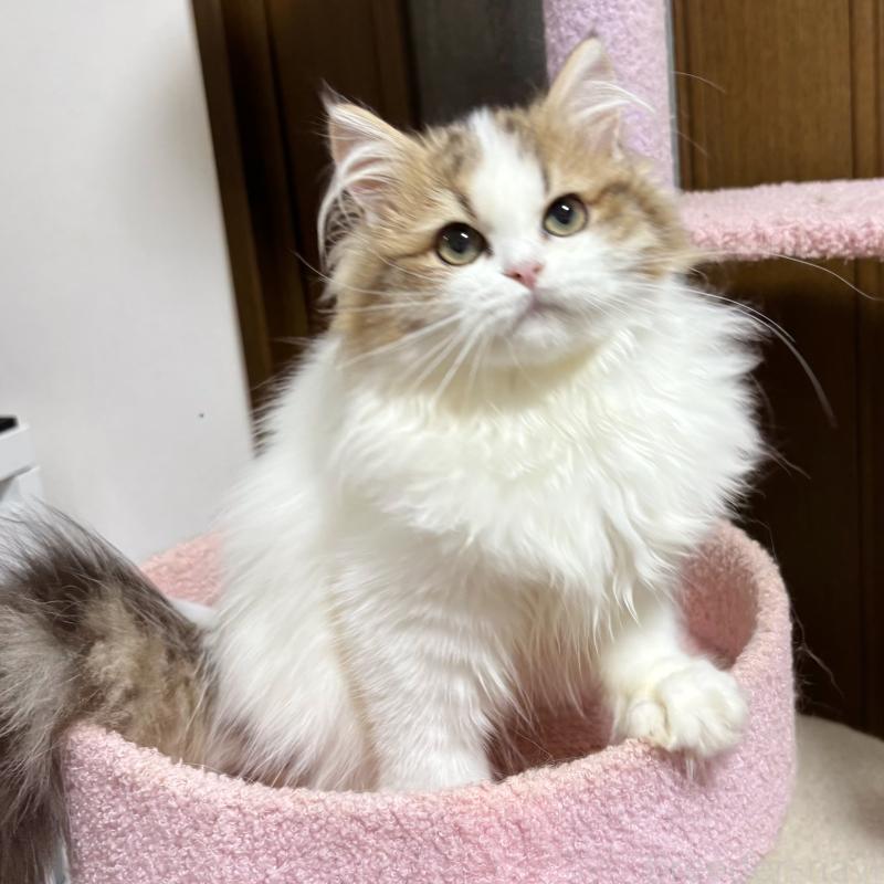 販売中の大阪府のミヌエット-130901の9枚目