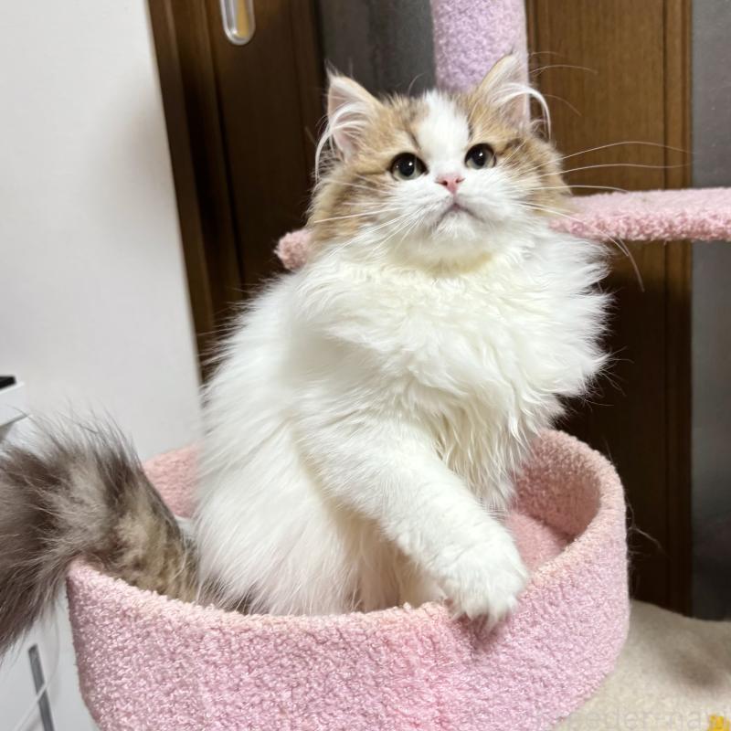 販売中の大阪府のミヌエット-130901の8枚目