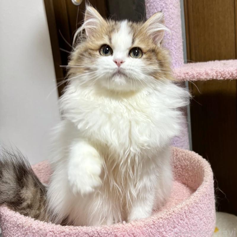 販売中の大阪府のミヌエット-130901の7枚目