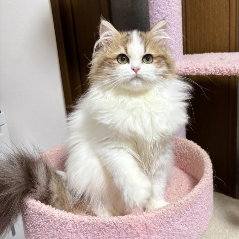 販売中の大阪府のミヌエット-130901の5枚目