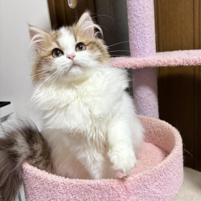 販売中の大阪府のミヌエット-130901の4枚目