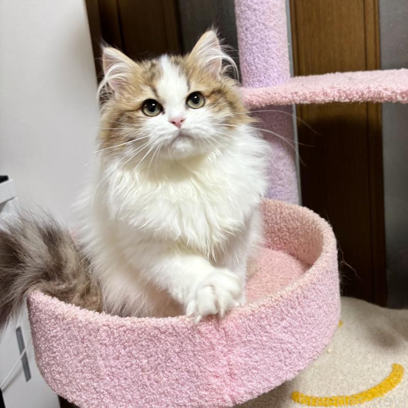 販売中の大阪府のミヌエット-130901の3枚目