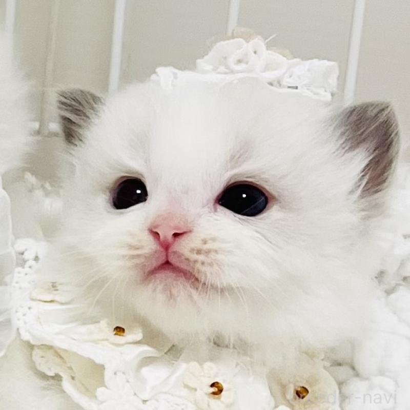 販売中の福島県のラグドール-130866