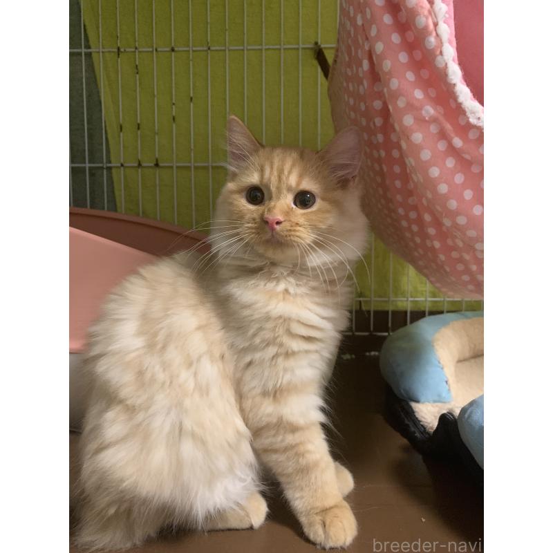 販売中の千葉県のミヌエット-127851の5枚目