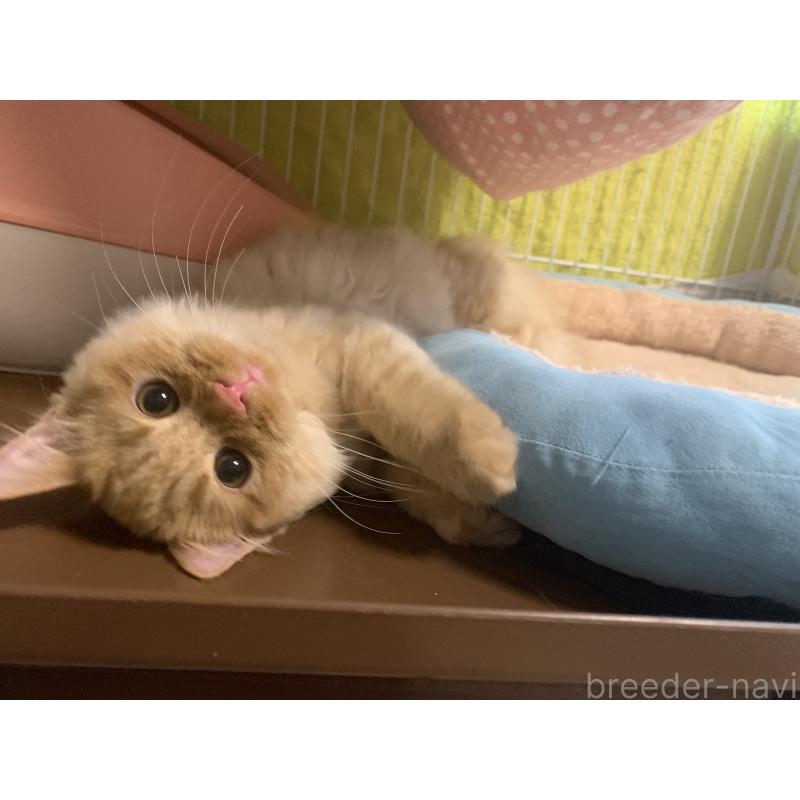 販売中の千葉県のミヌエット-127851の4枚目