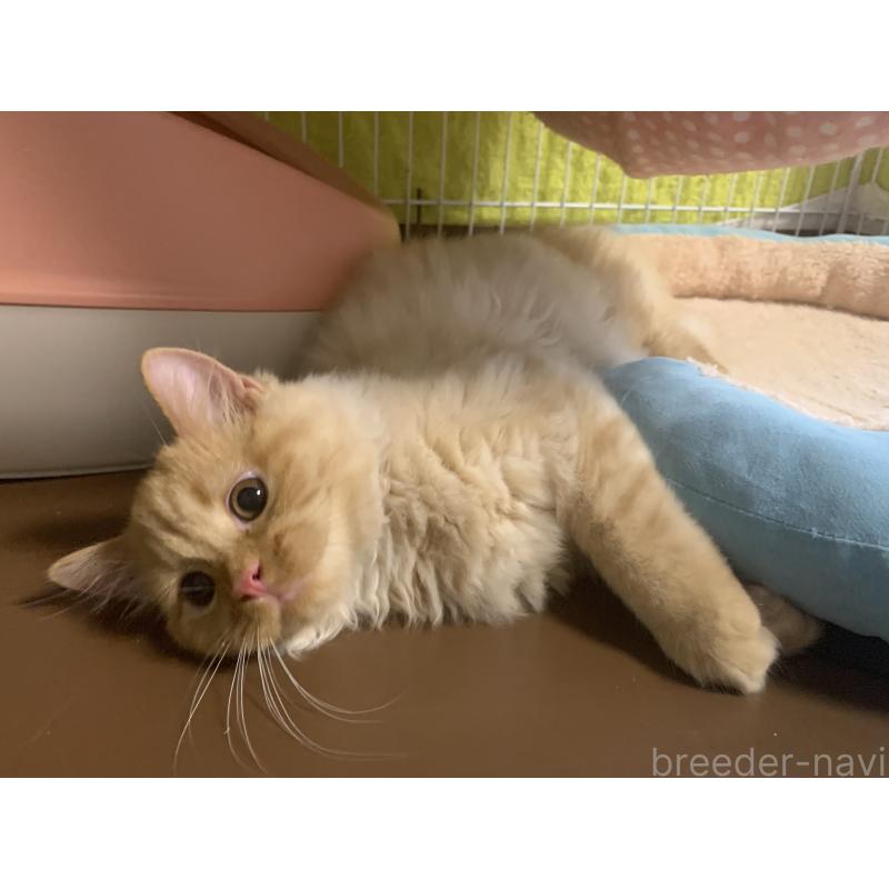 販売中の千葉県のミヌエット-127851の3枚目