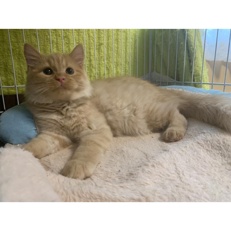 販売中の千葉県のミヌエット-127851の2枚目