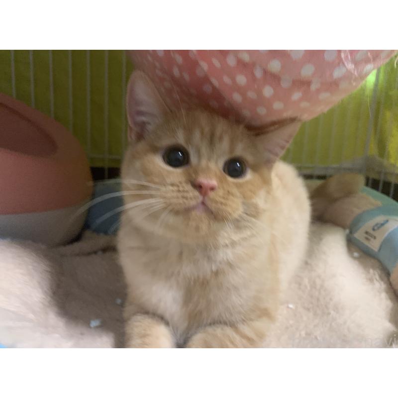 販売中の千葉県のミヌエット-127913の5枚目