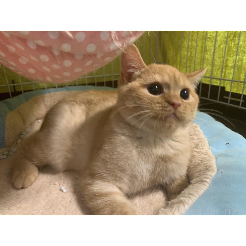 販売中の千葉県のミヌエット-127913の4枚目