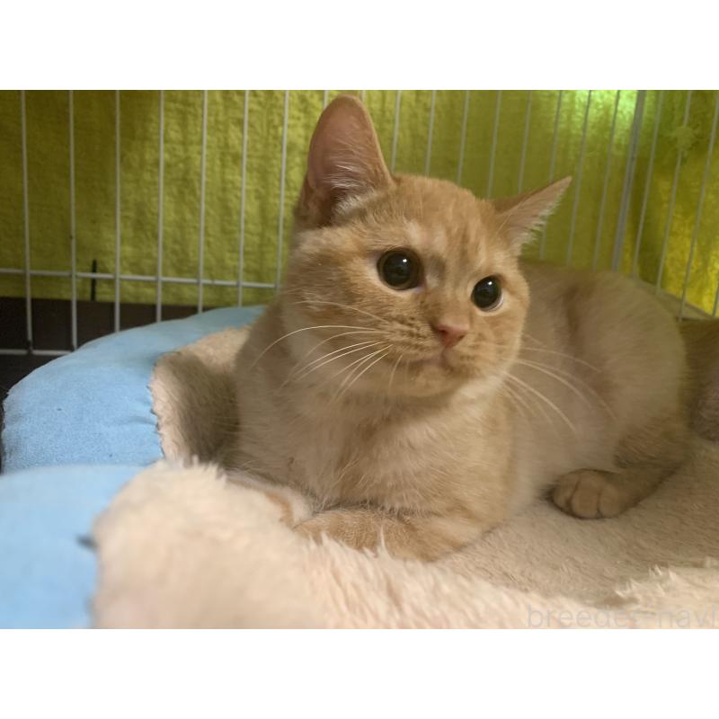 販売中の千葉県のミヌエット-127913の3枚目