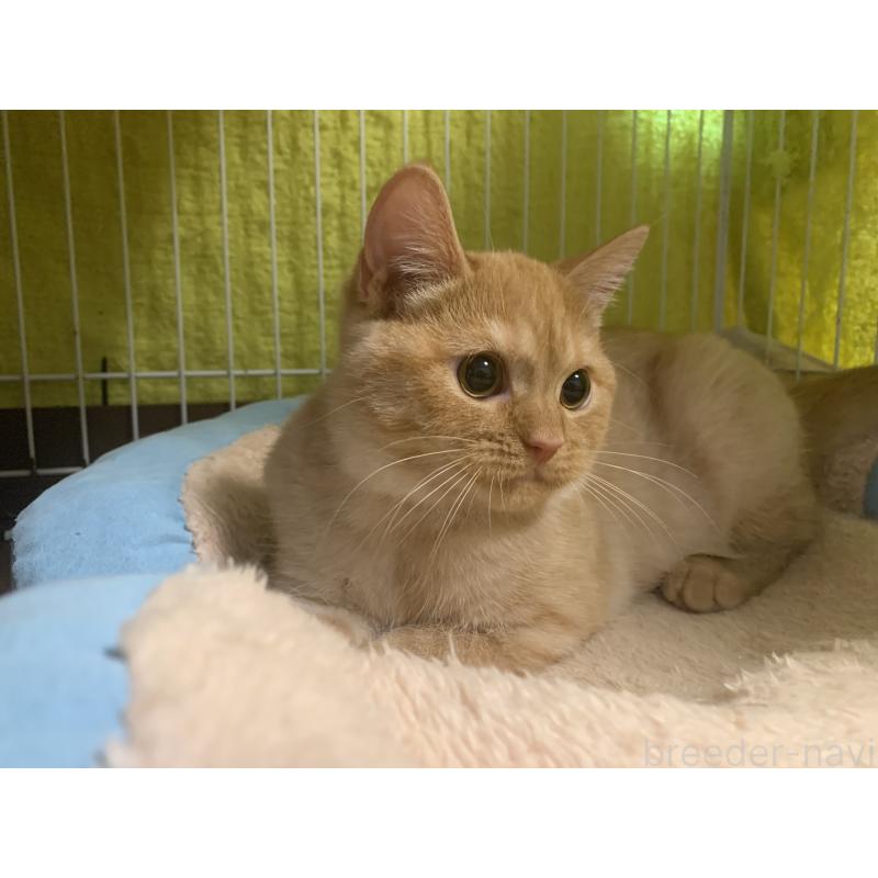 販売中の千葉県のミヌエット-127913の2枚目