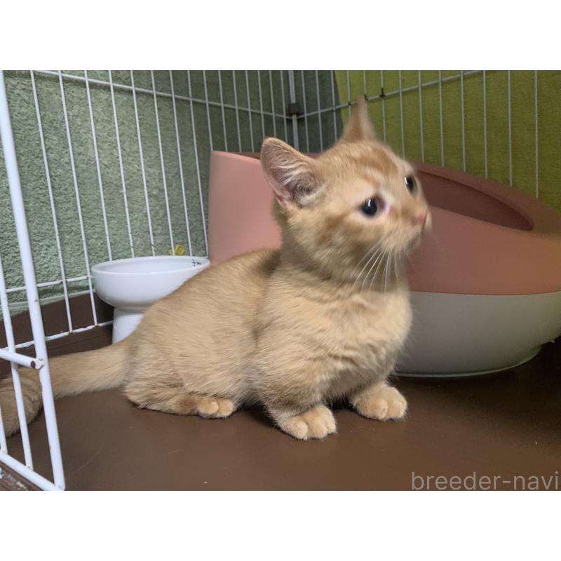 販売中の千葉県のミヌエット(短足)-127491の11枚目