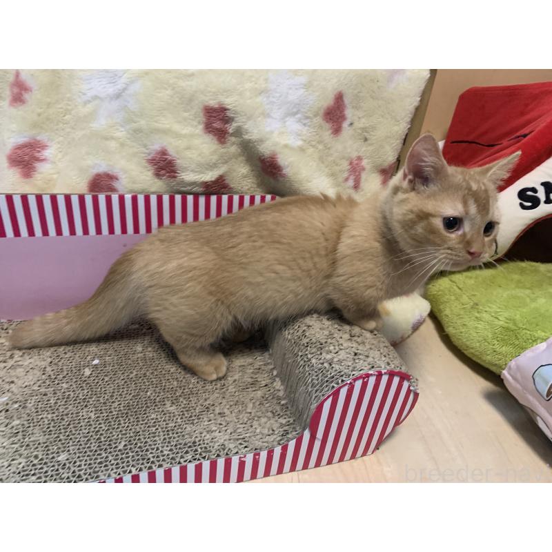 販売中の千葉県のミヌエット(短足)-127491の10枚目