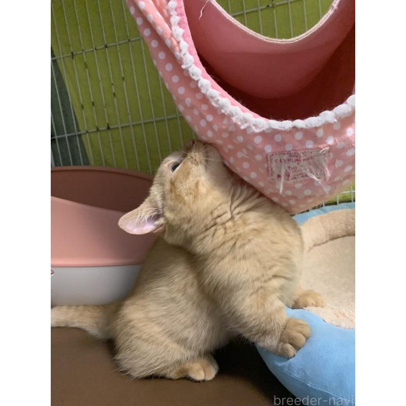 販売中の千葉県のミヌエット(短足)-127491の9枚目