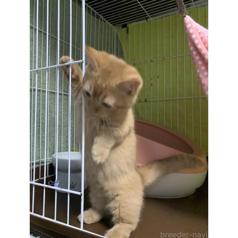 販売中の千葉県のミヌエット(短足)-127491の8枚目