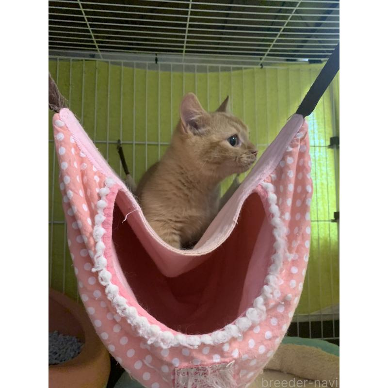 販売中の千葉県のミヌエット(短足)-127491の7枚目