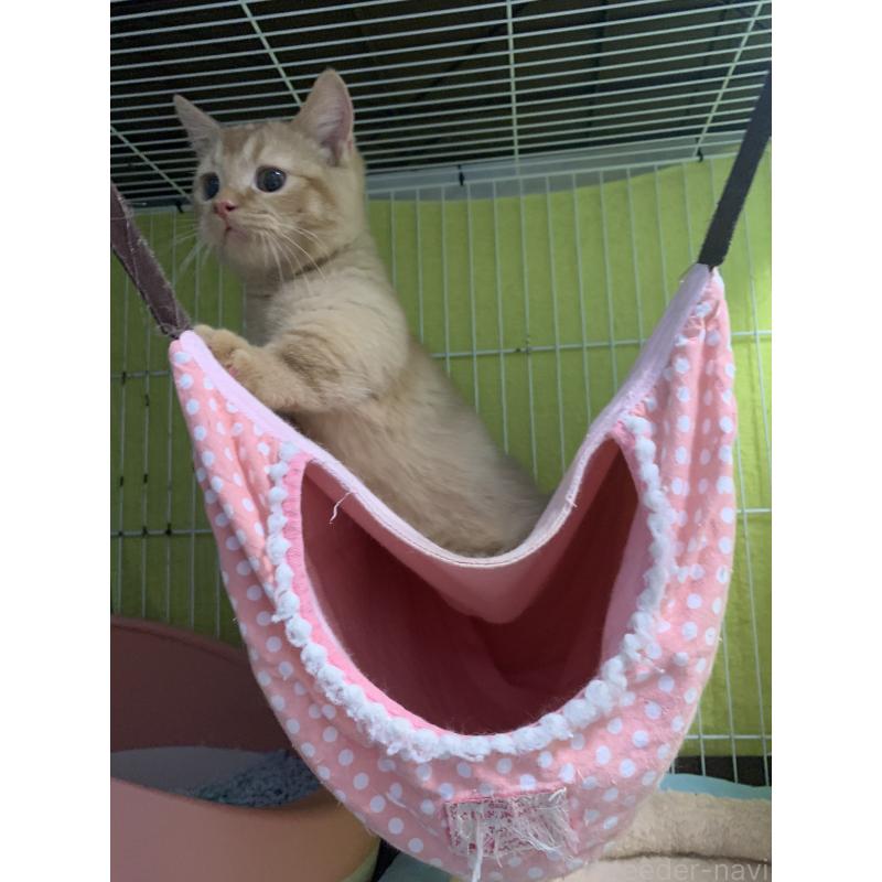 販売中の千葉県のミヌエット(短足)-127491の6枚目