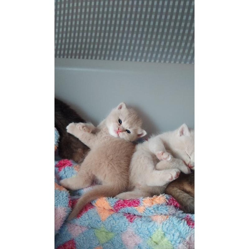 販売中の愛知県のブリティッシュショートヘア-130902の7枚目