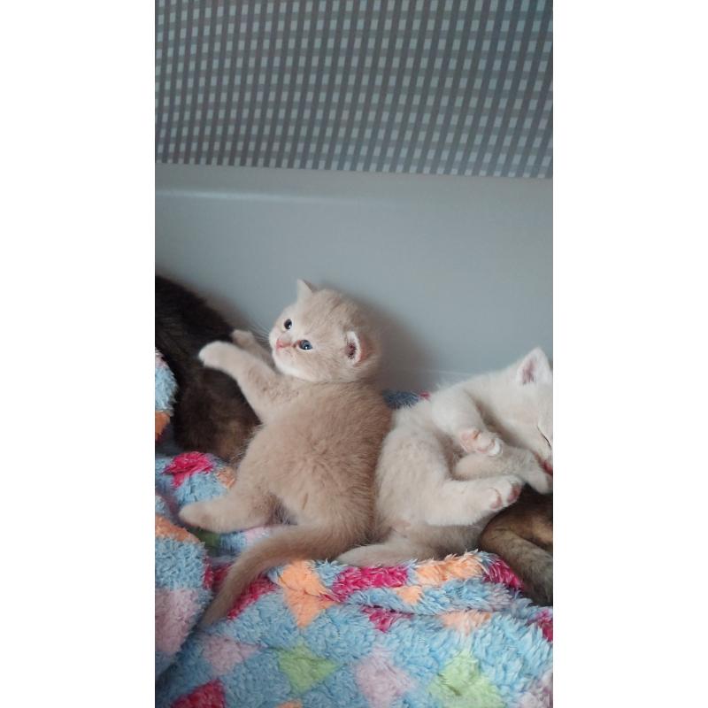 販売中の愛知県のブリティッシュショートヘア-130902の6枚目