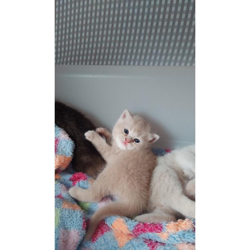 販売中の愛知県のブリティッシュショートヘア-130902の5枚目