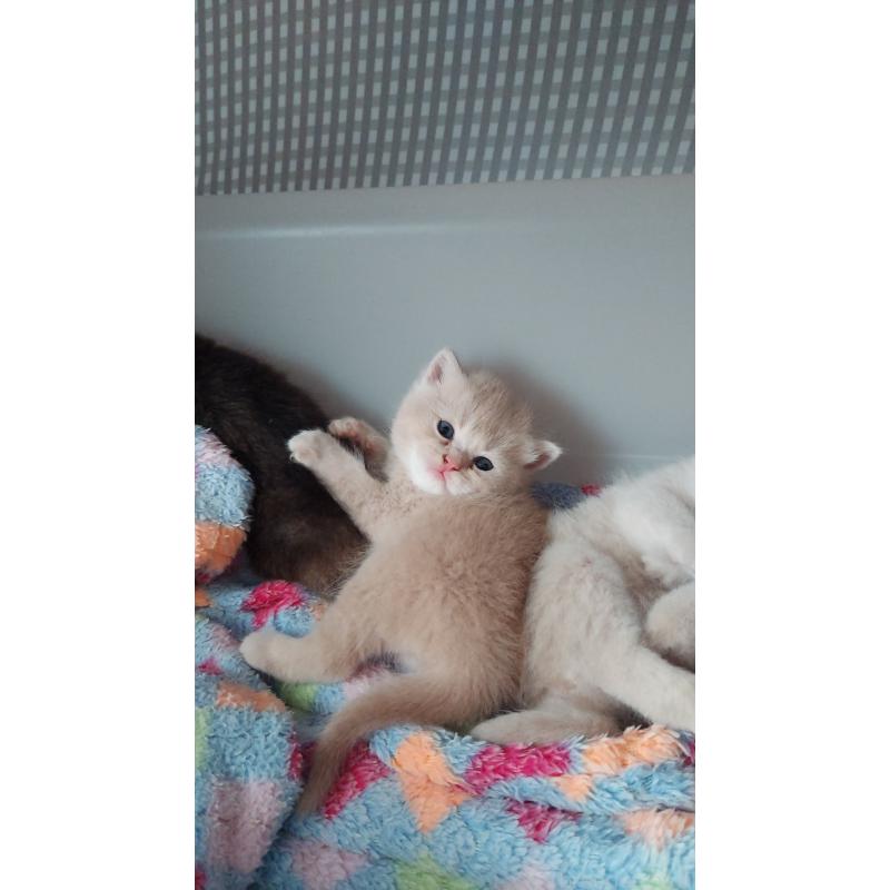 販売中の愛知県のブリティッシュショートヘア-130902の4枚目