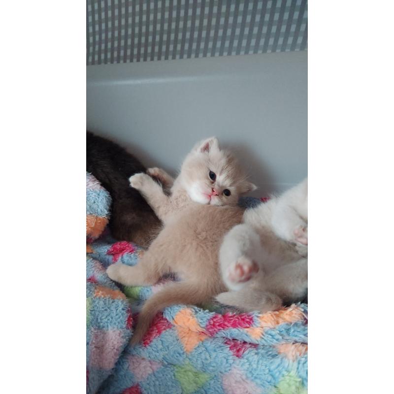 販売中の愛知県のブリティッシュショートヘア-130902の3枚目