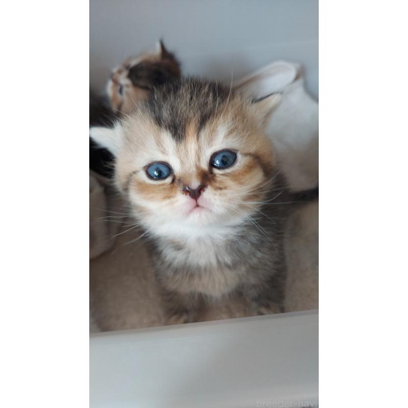 販売中の愛知県のブリティッシュショートヘア-130903の7枚目