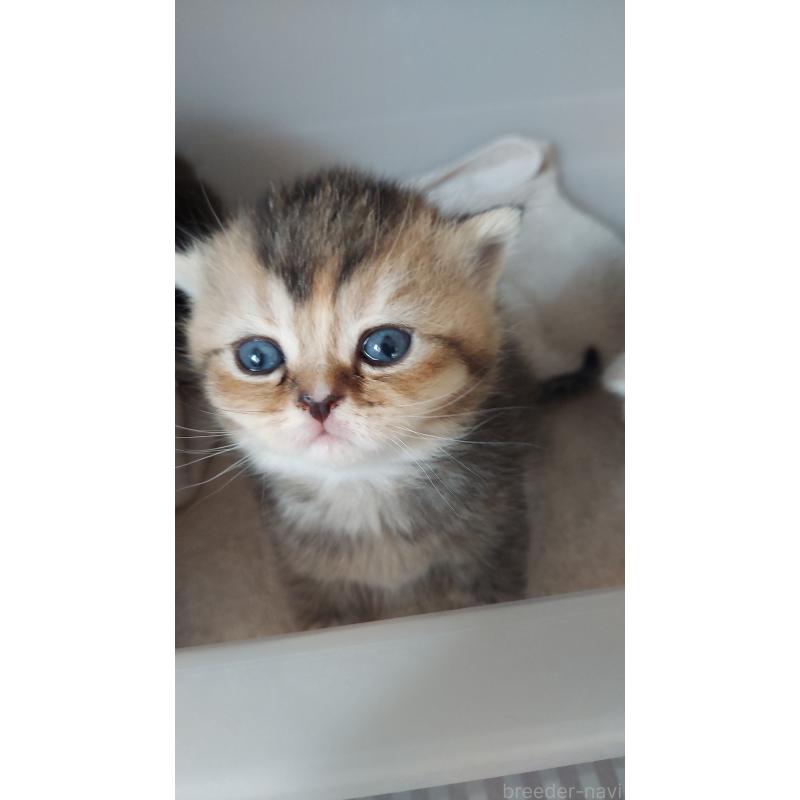 販売中の愛知県のブリティッシュショートヘア-130903の6枚目