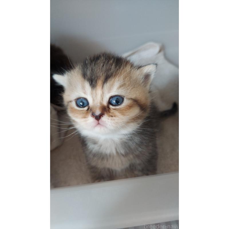 販売中の愛知県のブリティッシュショートヘア-130903の5枚目