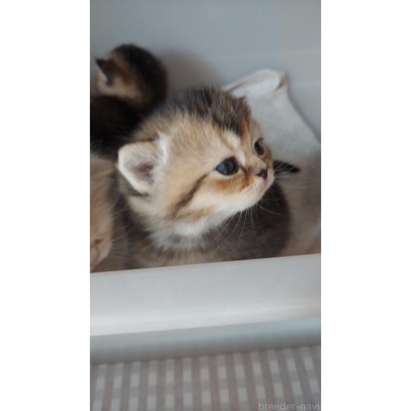 販売中の愛知県のブリティッシュショートヘア-130903の4枚目