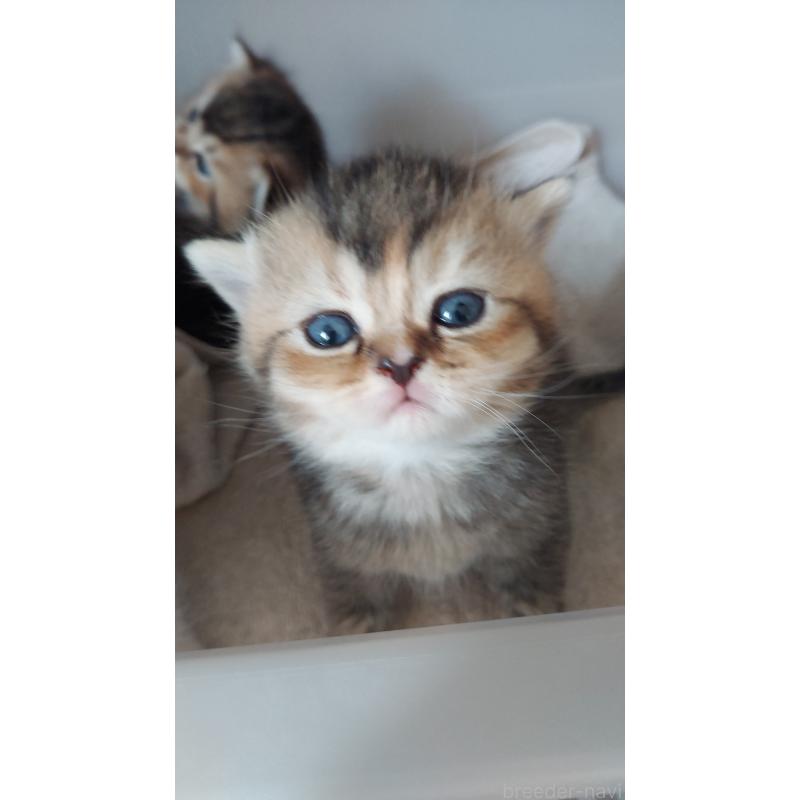 販売中の愛知県のブリティッシュショートヘア-130903の3枚目