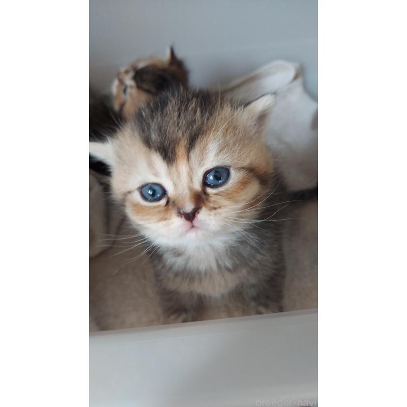 販売中の愛知県のブリティッシュショートヘア-130903の2枚目