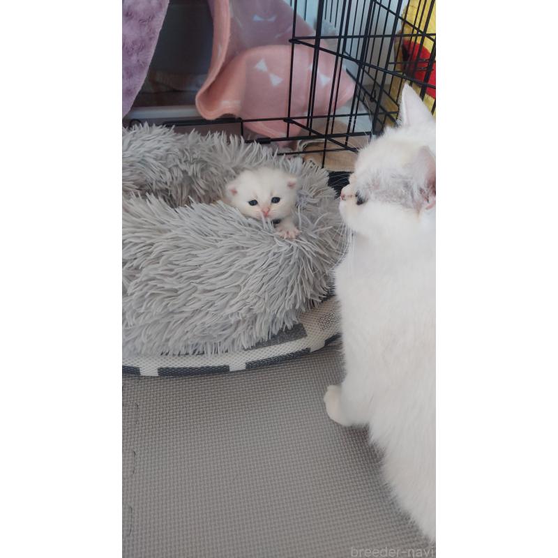 販売中の愛知県のブリティッシュショートヘア-130904の7枚目