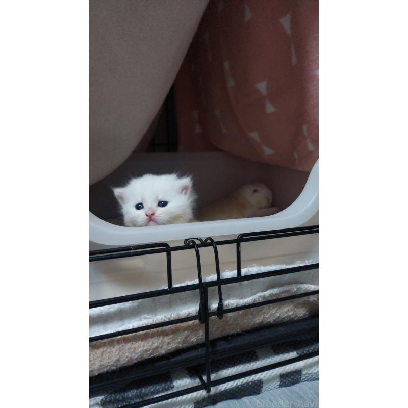 販売中の愛知県のブリティッシュショートヘア-130904の6枚目