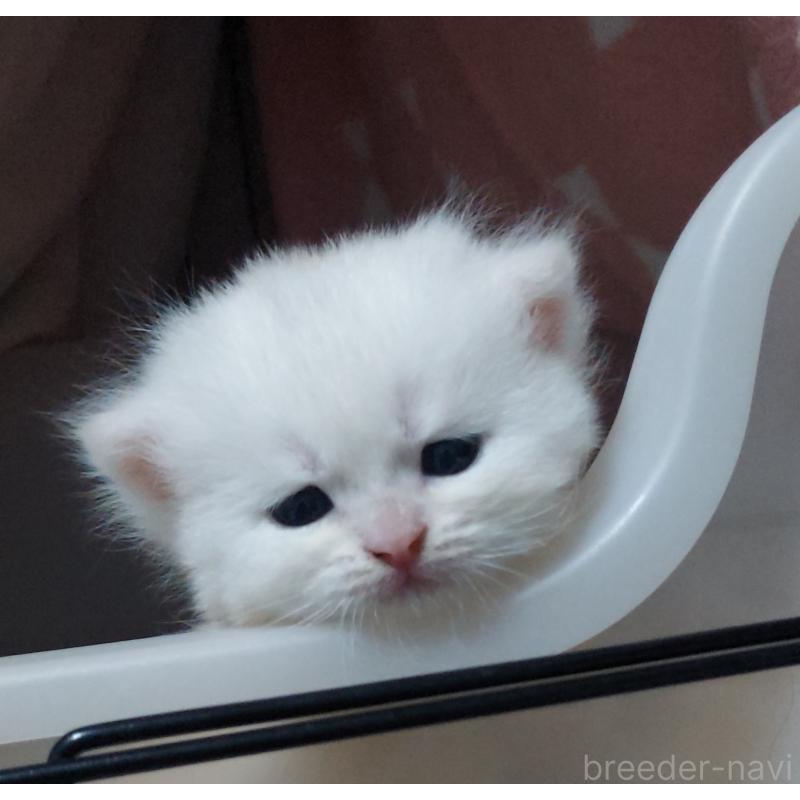 販売中の愛知県のブリティッシュショートヘア-130904の5枚目