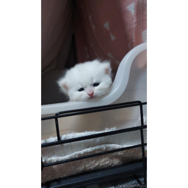 販売中の愛知県のブリティッシュショートヘア-130904の4枚目