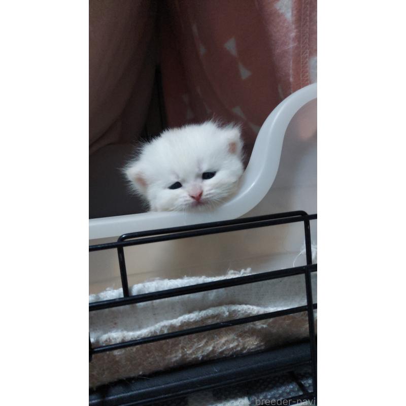 販売中の愛知県のブリティッシュショートヘア-130904の3枚目