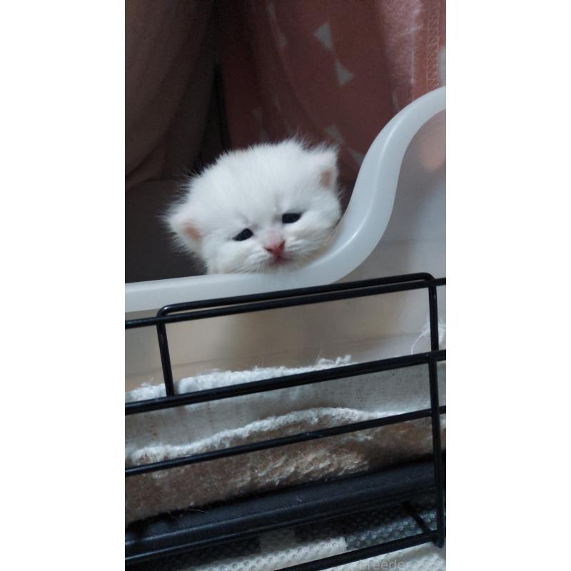 販売中の愛知県のブリティッシュショートヘア-130904の2枚目