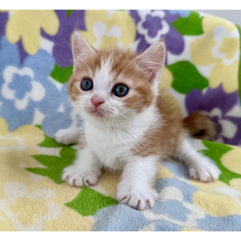 販売中の神奈川県のマンチカン-130905の9枚目