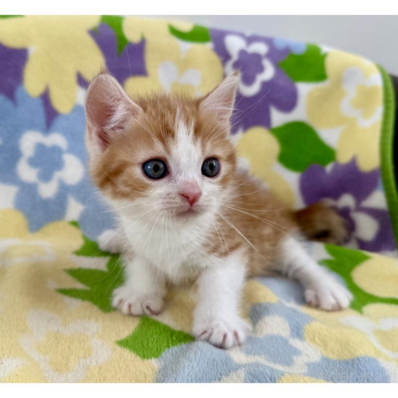 販売中の神奈川県のマンチカン-130905の8枚目