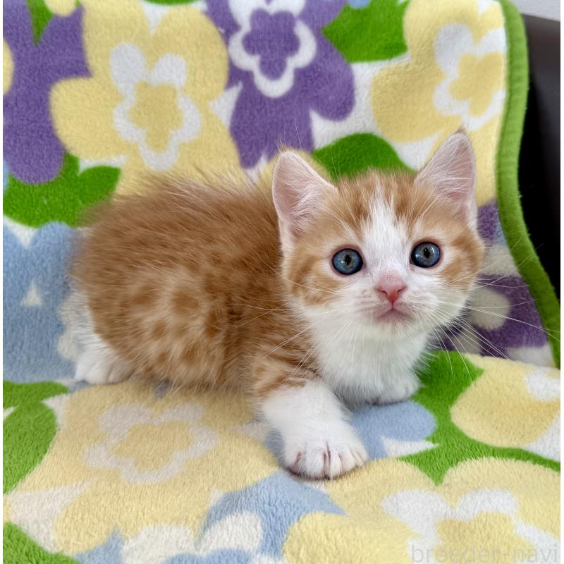 販売中の神奈川県のマンチカン-130905の7枚目