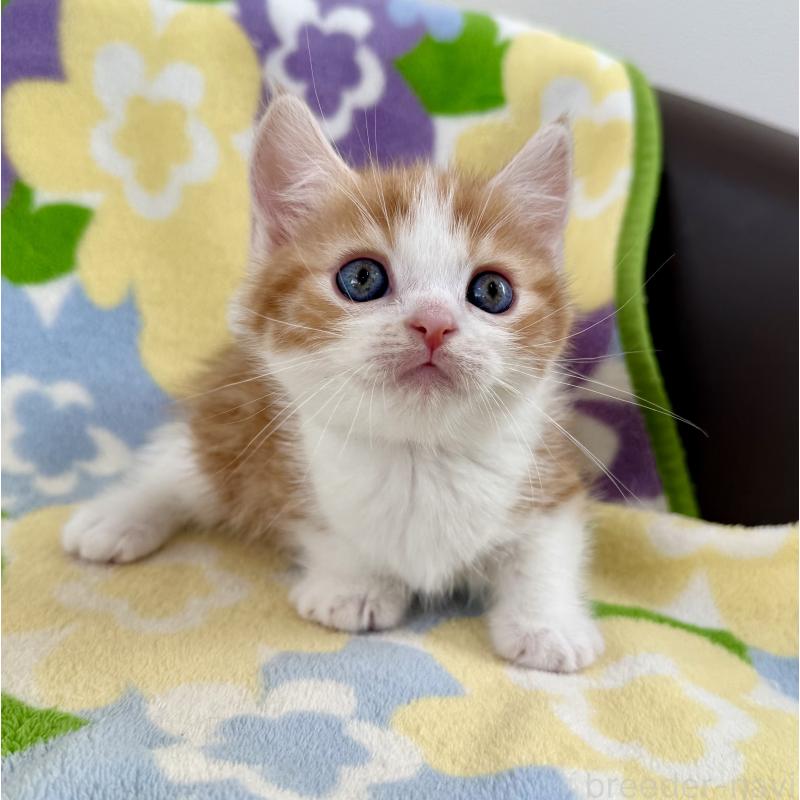 販売中の神奈川県のマンチカン-130905の6枚目
