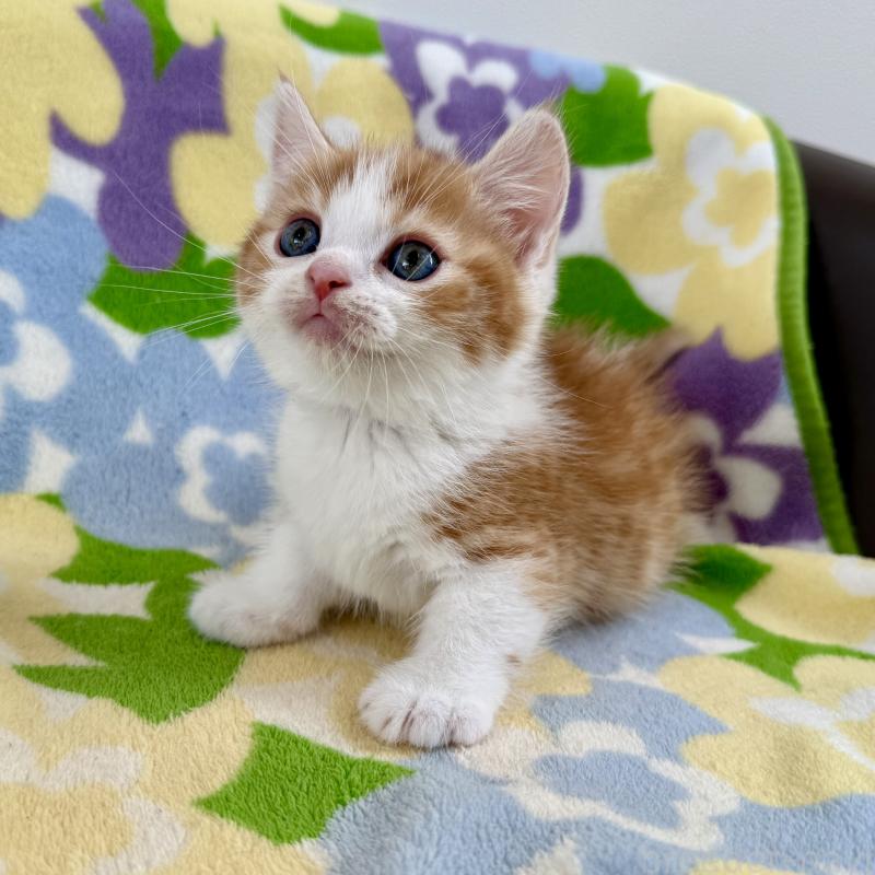 販売中の神奈川県のマンチカン-130905の5枚目