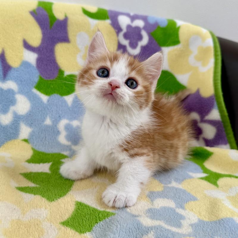 販売中の神奈川県のマンチカン-130905の4枚目