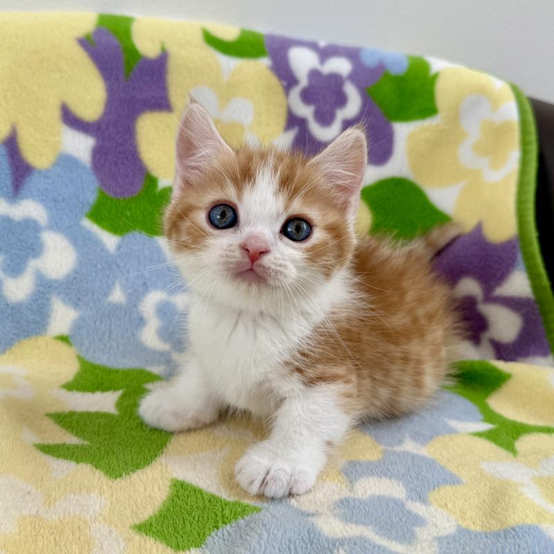 販売中の神奈川県のマンチカン-130905の3枚目