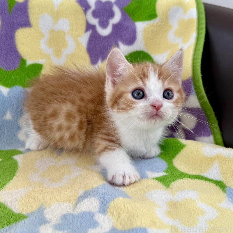 販売中の神奈川県のマンチカン-130905の2枚目